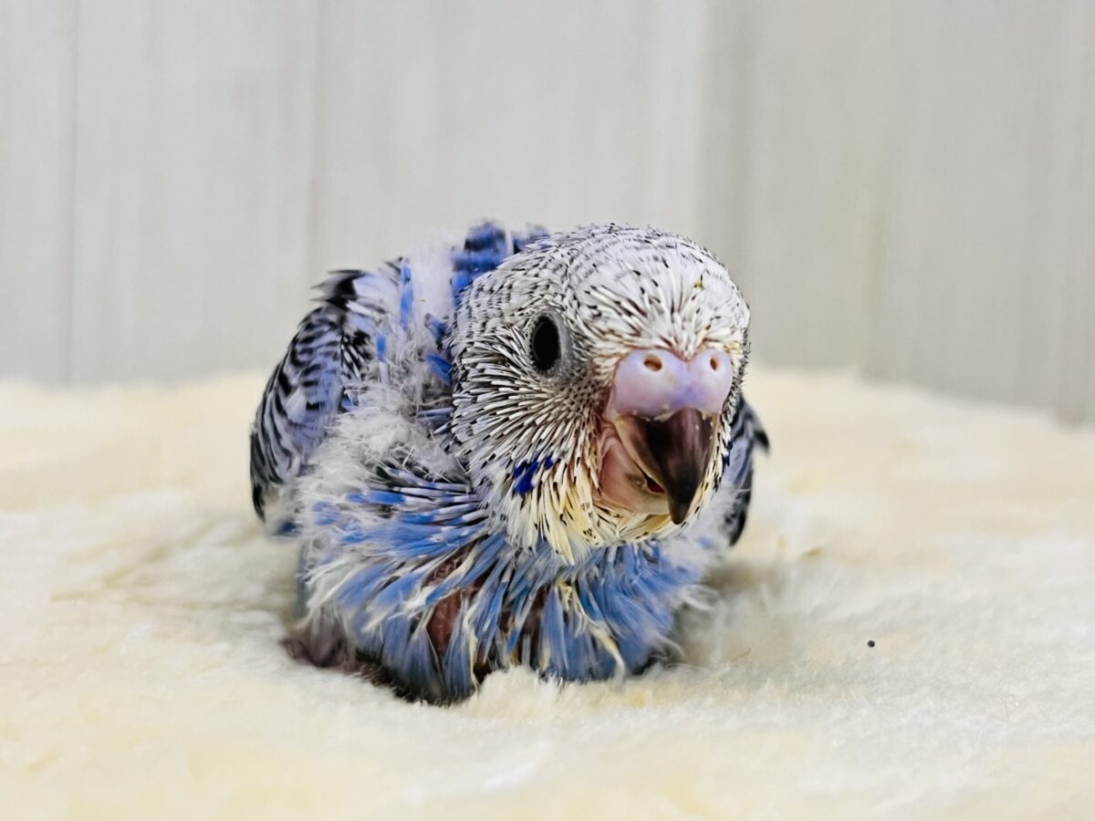 セキセイインコ