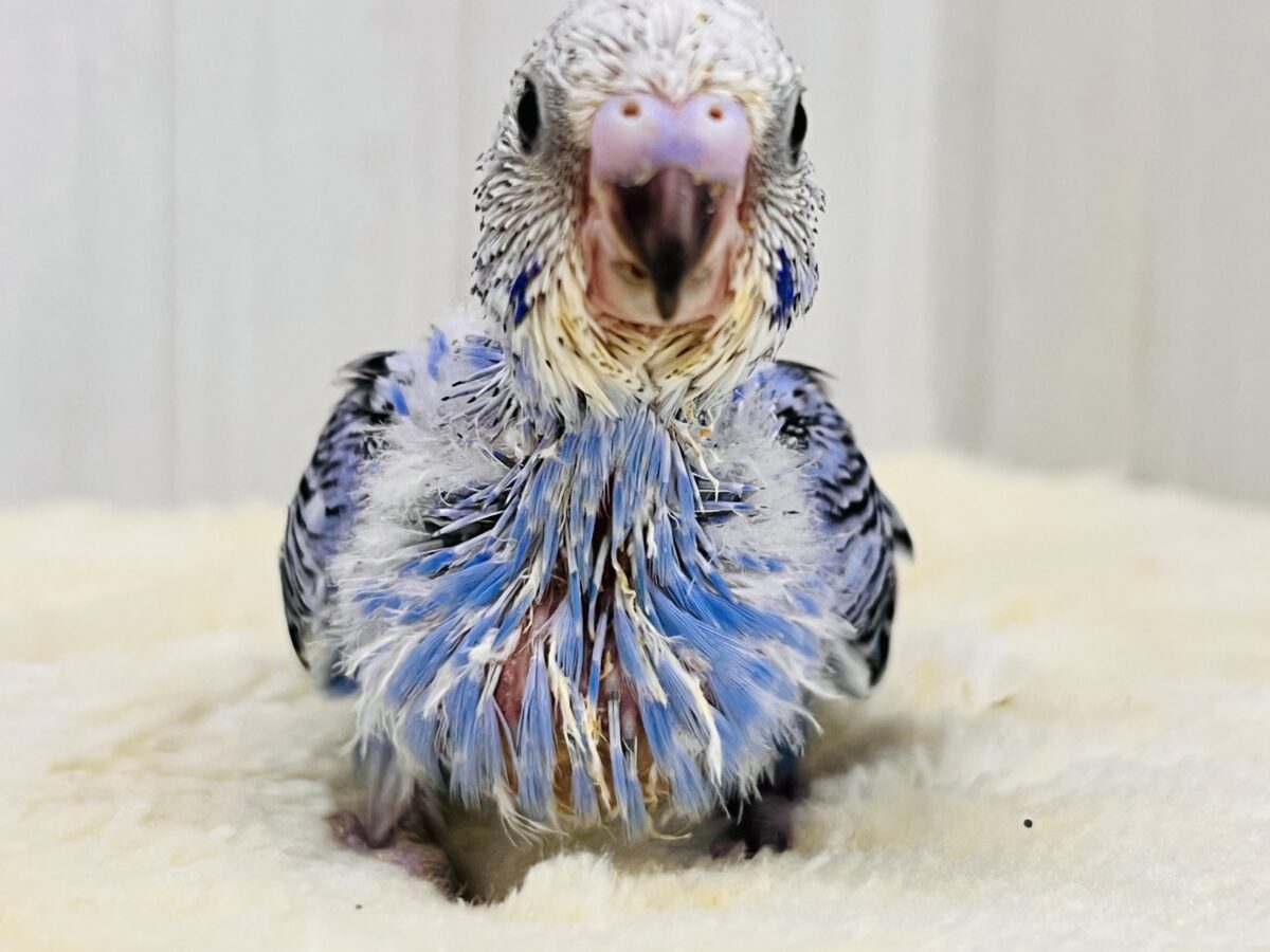 セキセイインコ