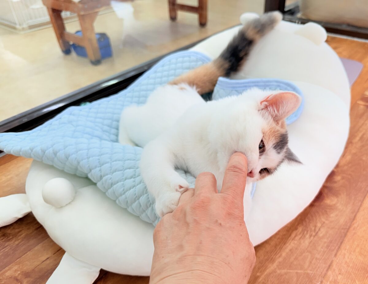 スコティッシュフォールド
