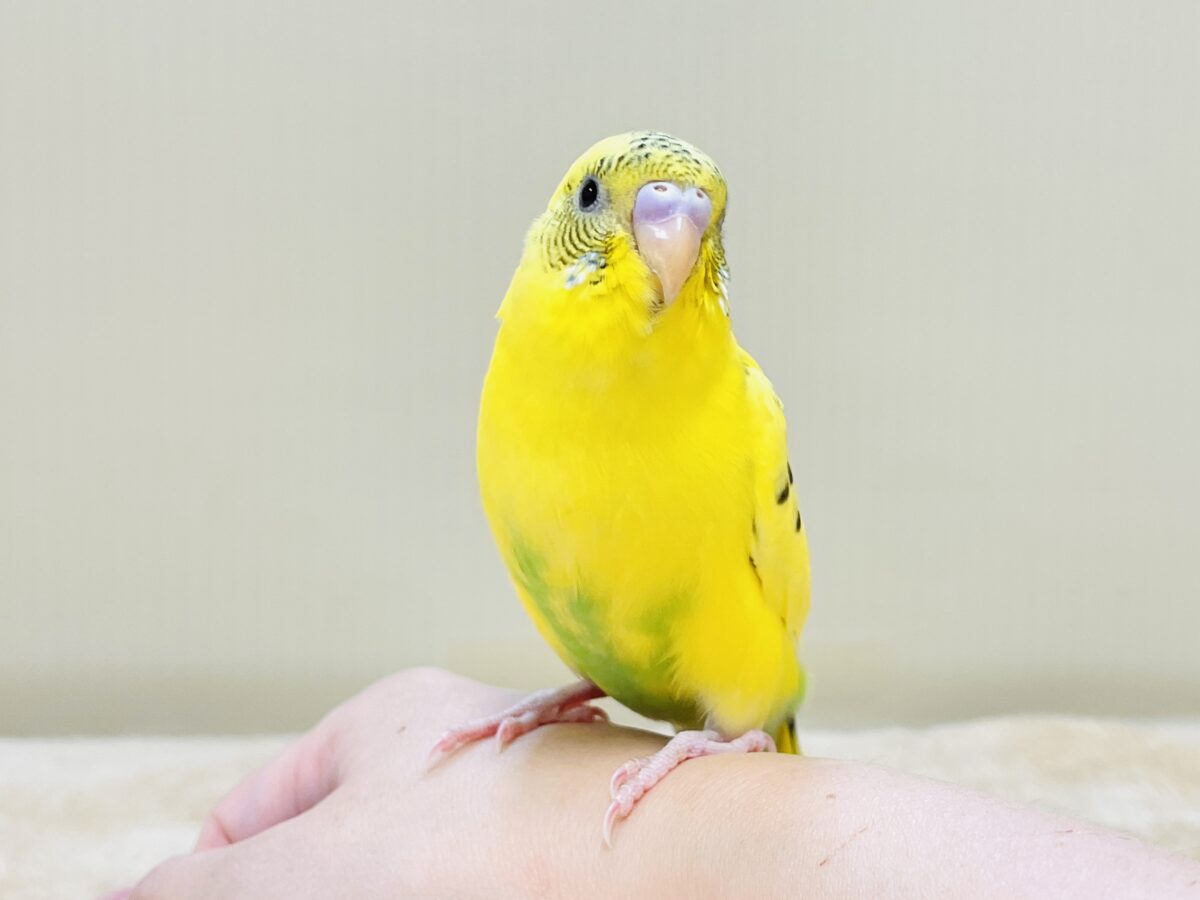 セキセイインコ