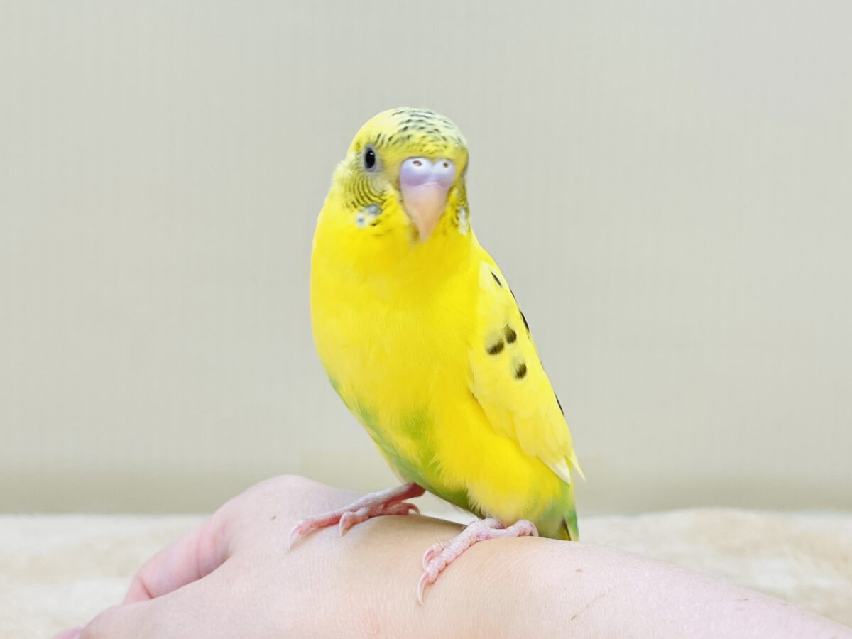 いろんなモノが気になるんだよね～💛セキセイインコ（ハルクイン）ヒナ