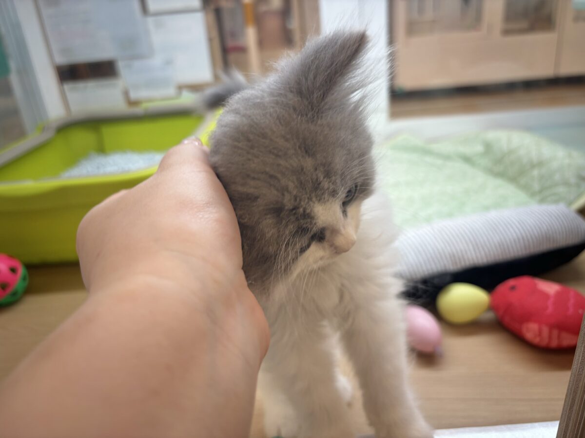 サイベリアン