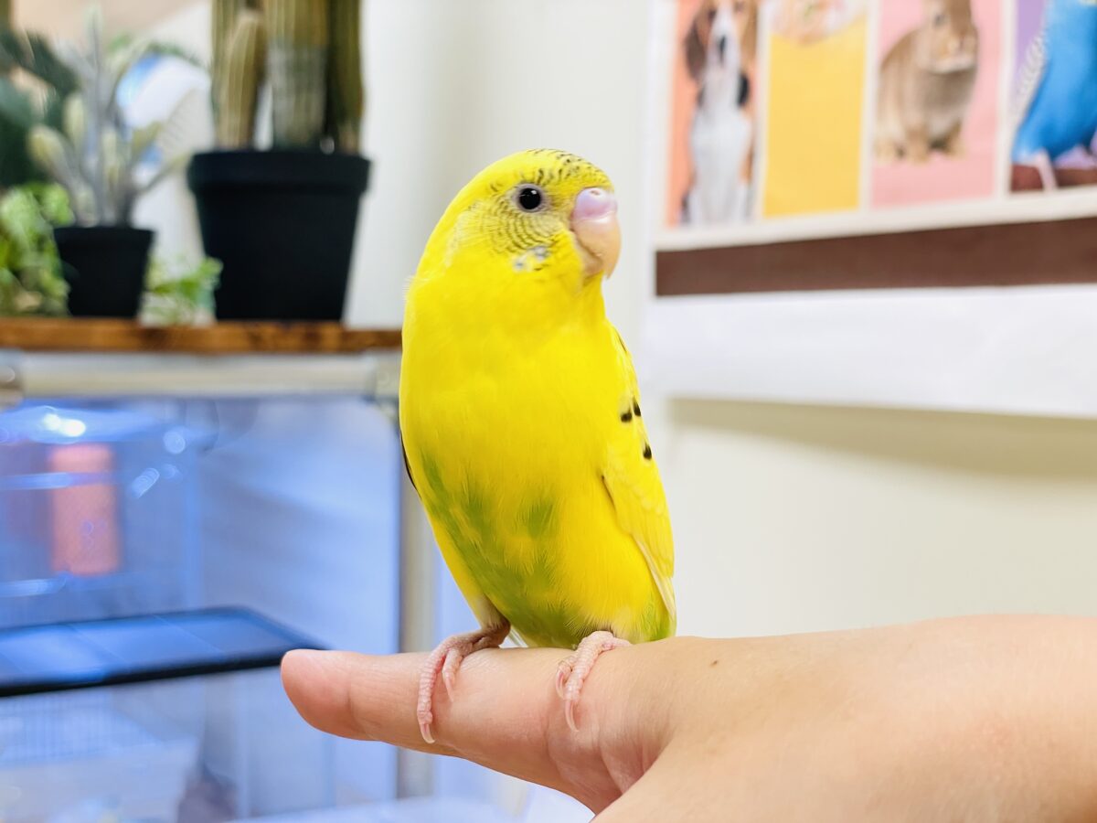 セキセイインコ