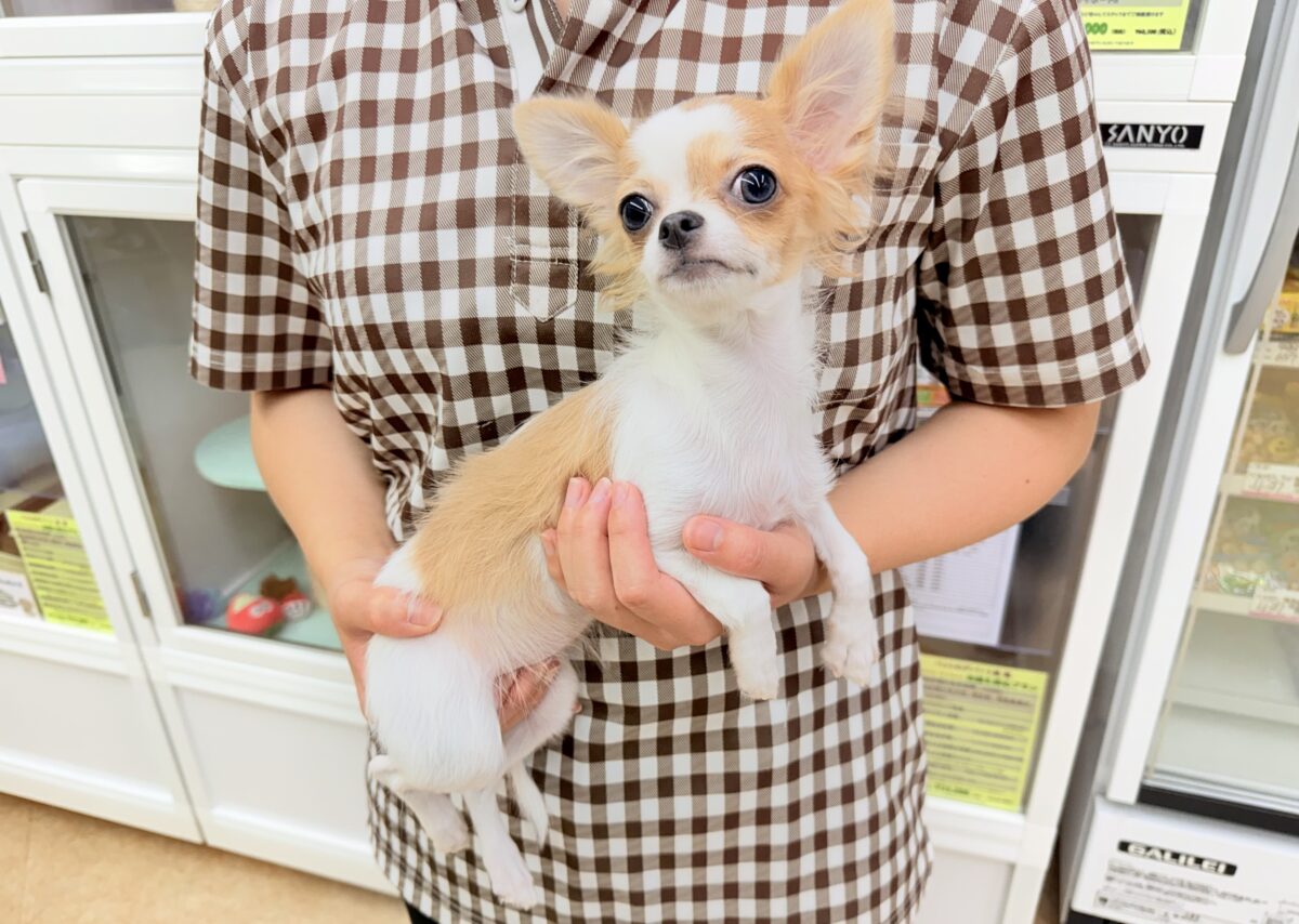 チワワ