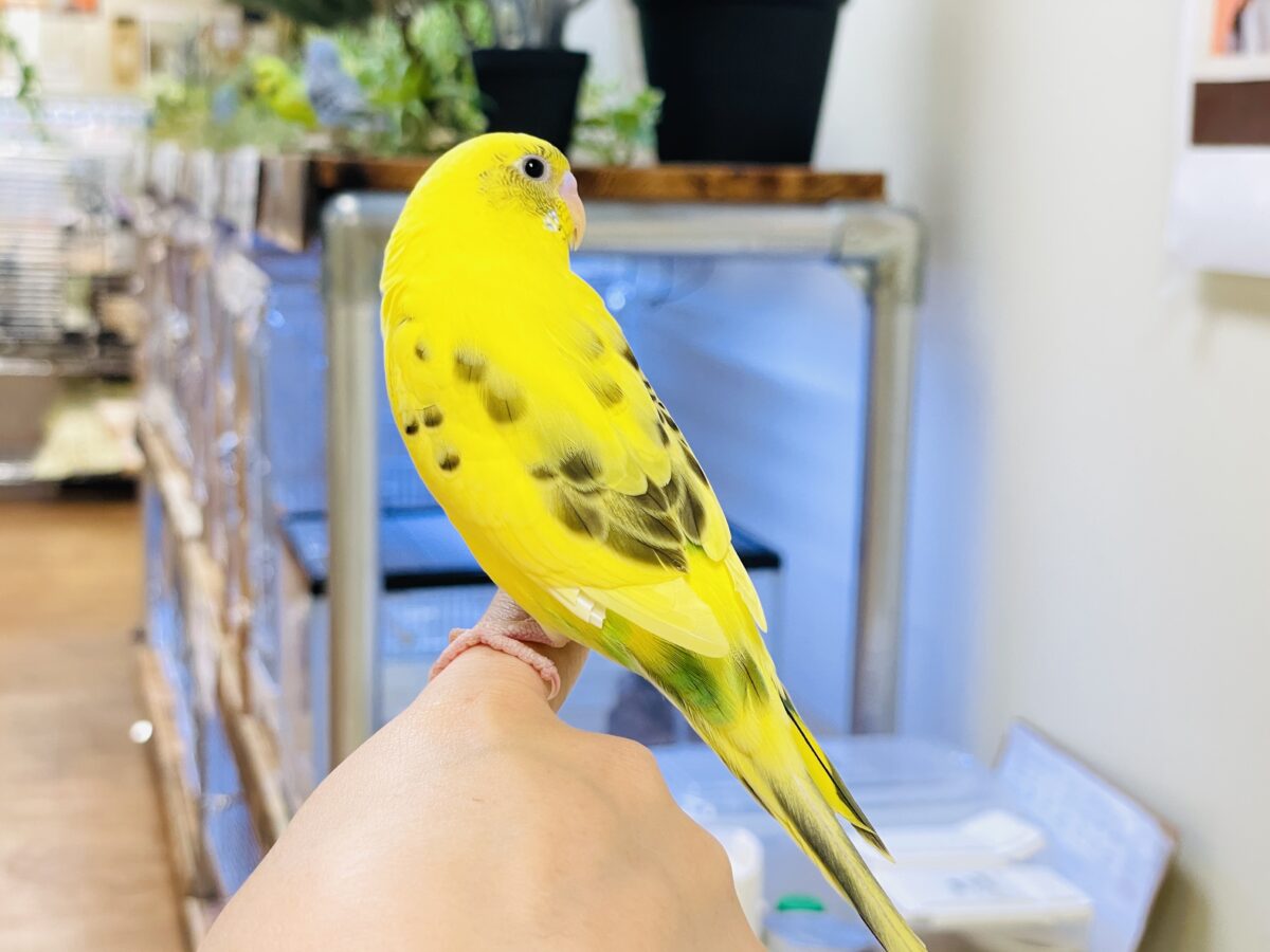 セキセイインコ