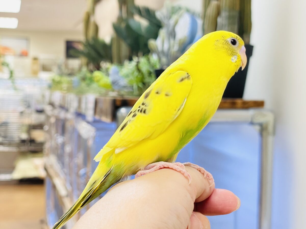 セキセイインコ