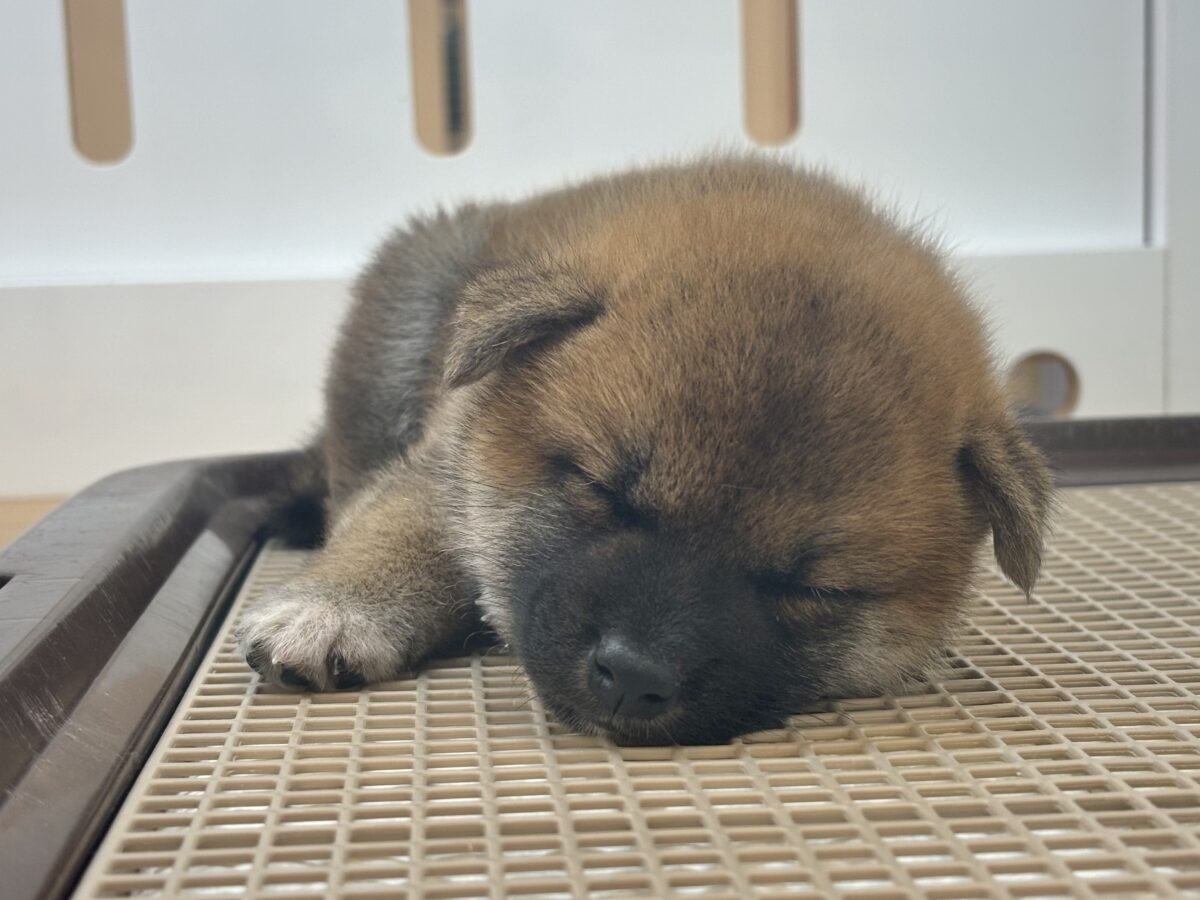柴犬