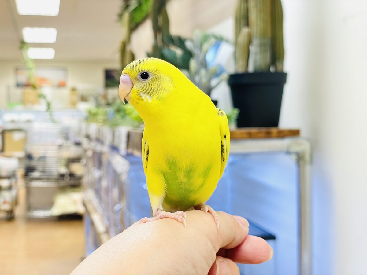セキセイインコ