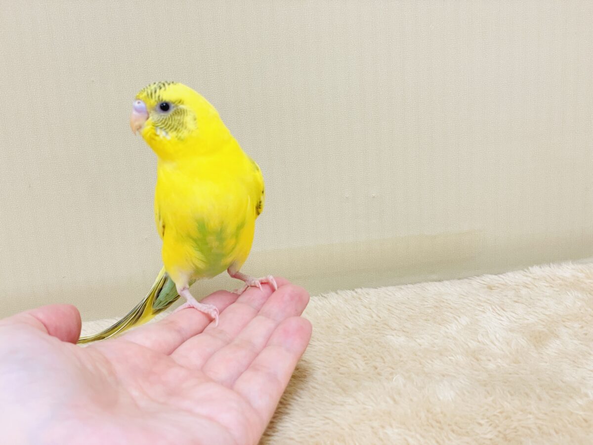 セキセイインコ
