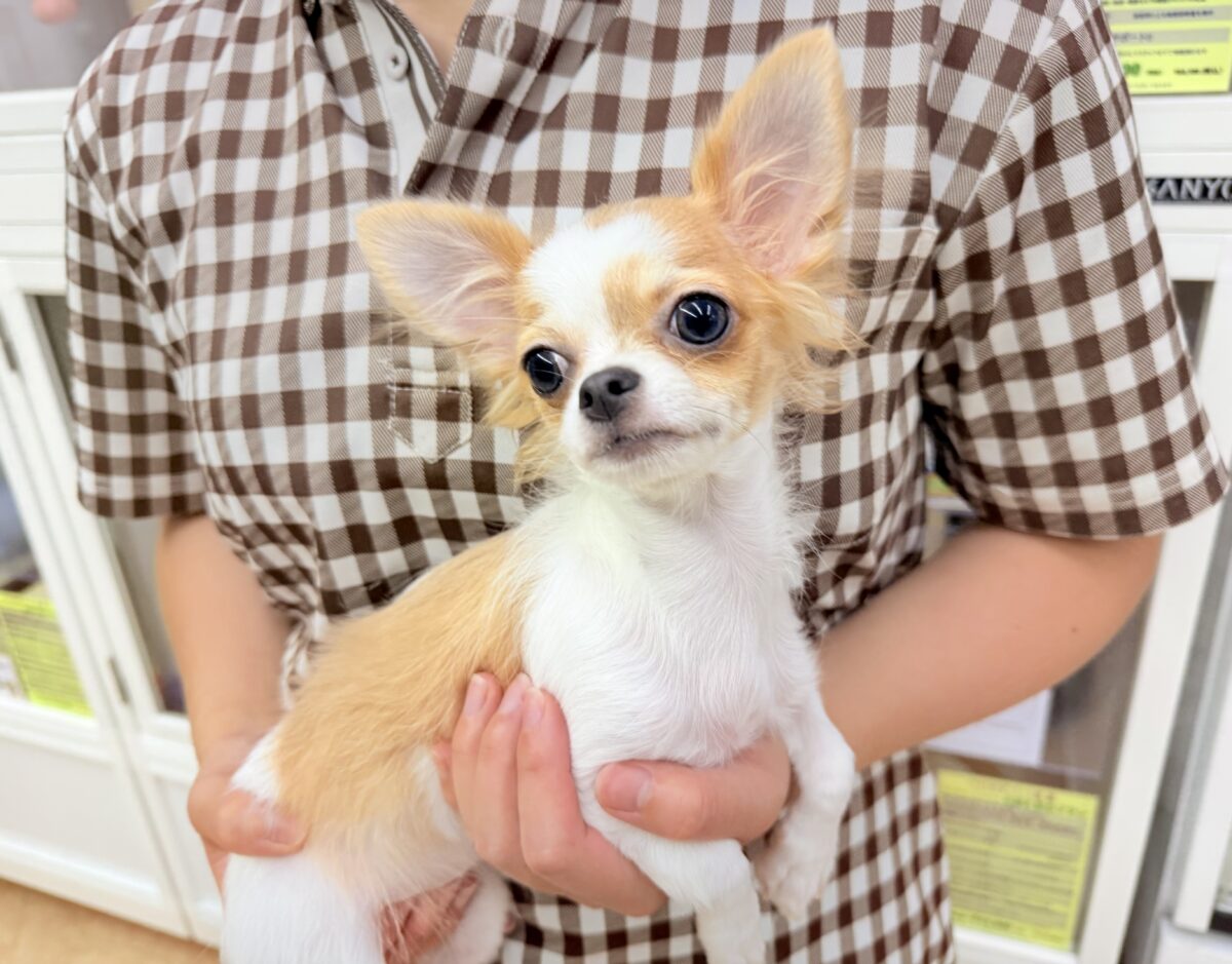 チワワ
