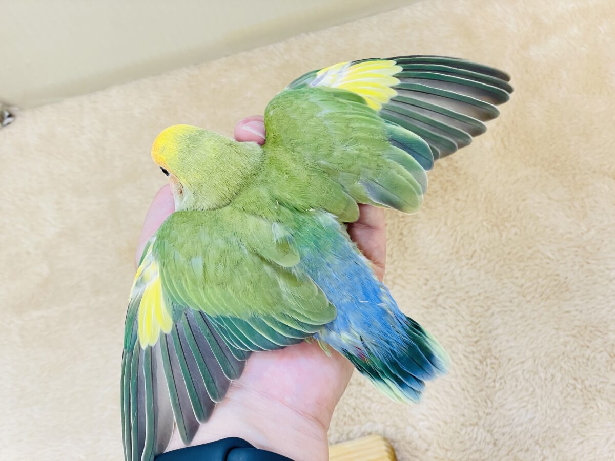 カラフル💛🧡トロピカル~💙💚コザクラインコ(タイガーチェリー)ヒナ コザクラインコ(小桜インコ)