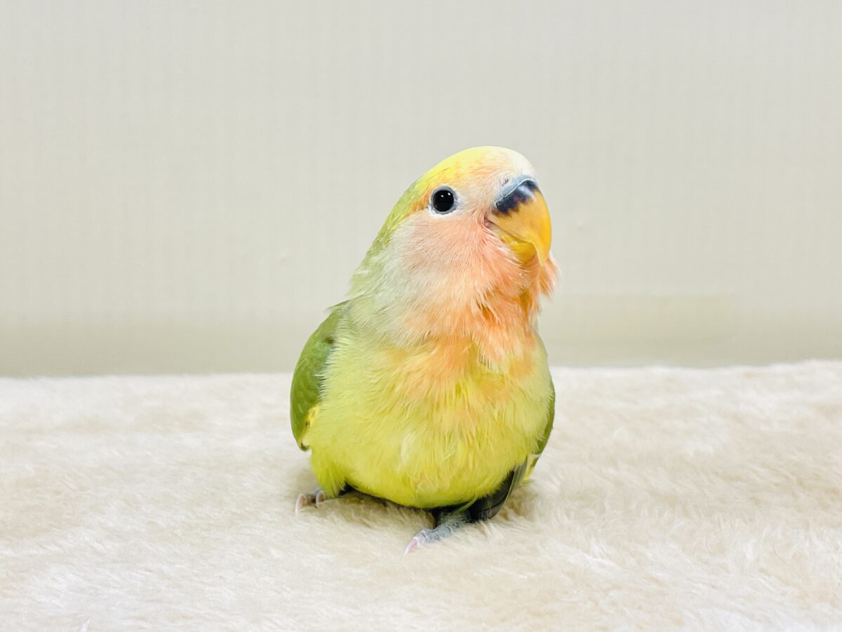 カラフル💛🧡トロピカル~💙💚コザクラインコ(タイガーチェリー)ヒナ コザクラインコ(小桜インコ)