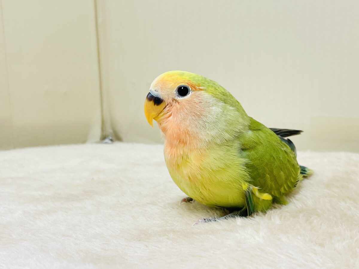 カラフル💛🧡トロピカル~💙💚コザクラインコ(タイガーチェリー)ヒナ コザクラインコ(小桜インコ)