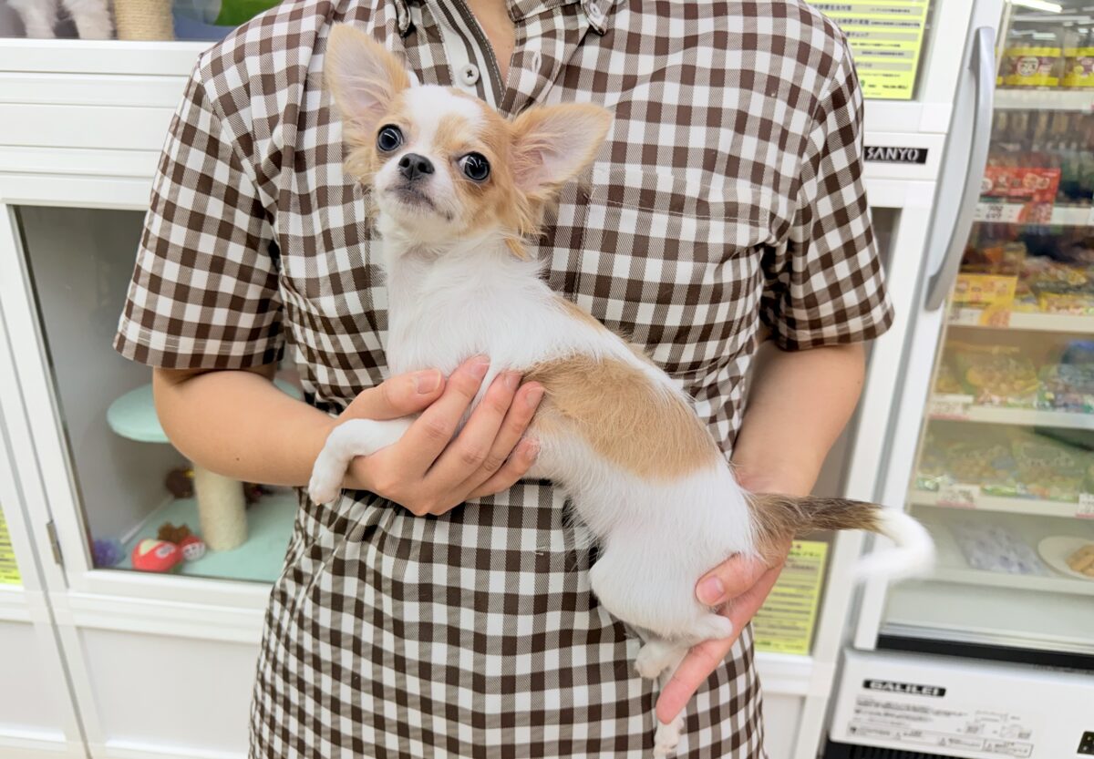 チワワ