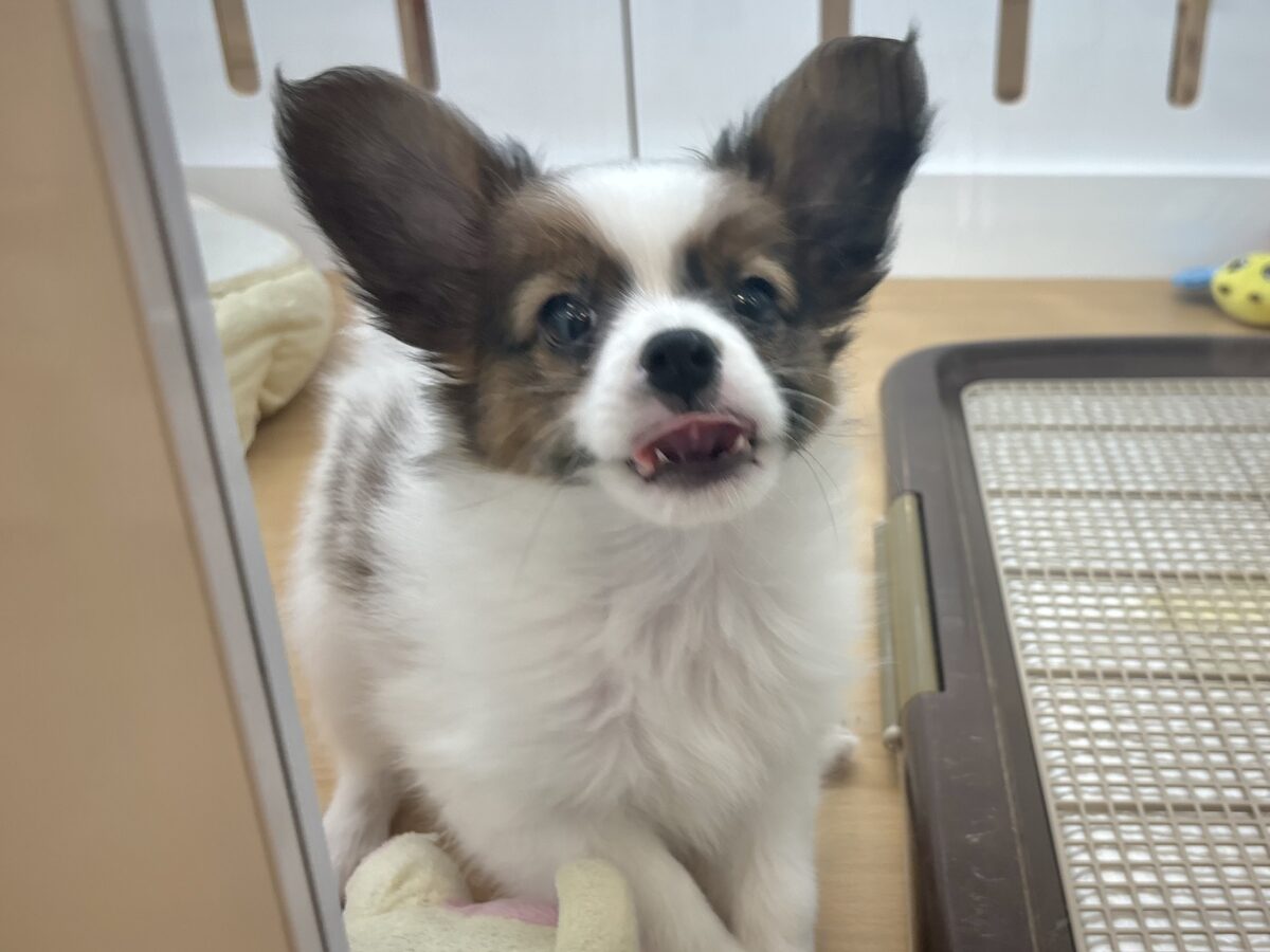 パピヨン