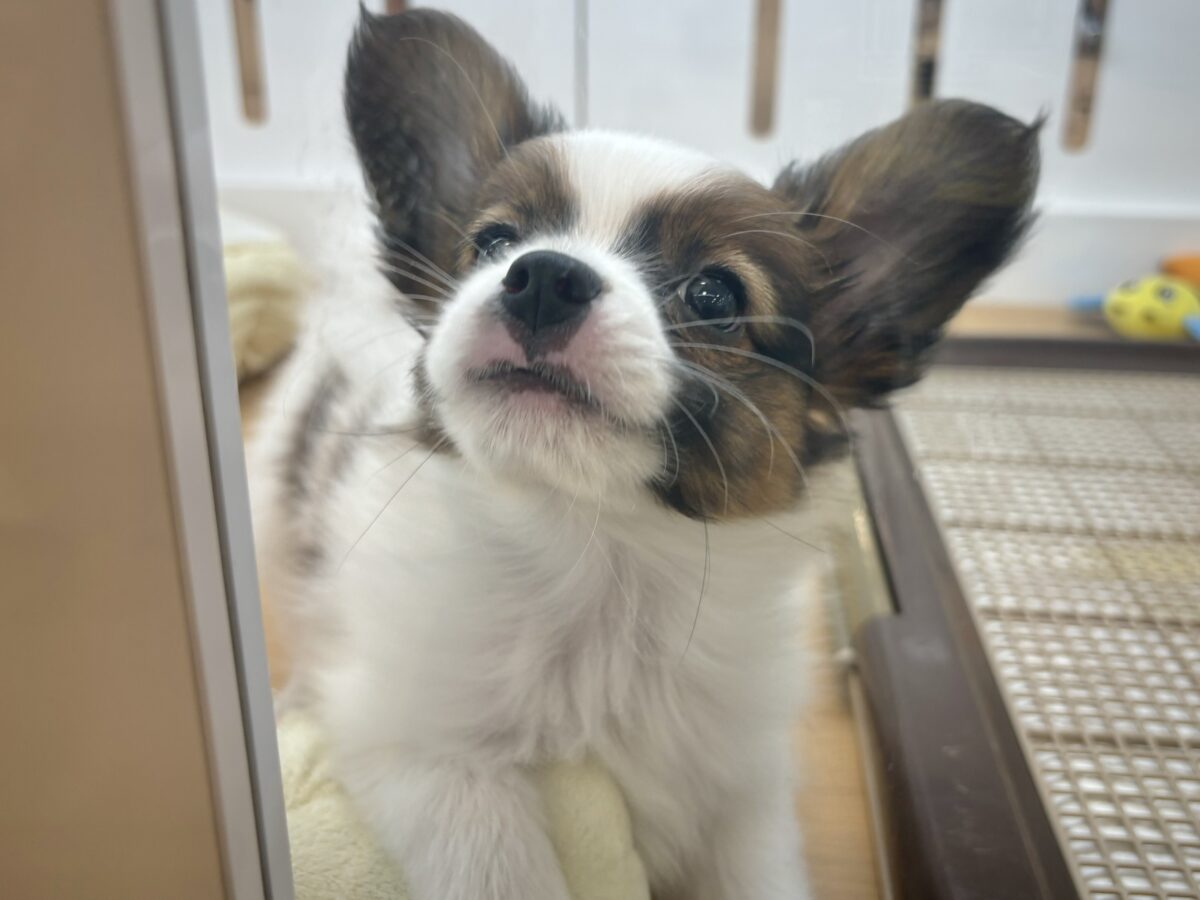 パピヨン