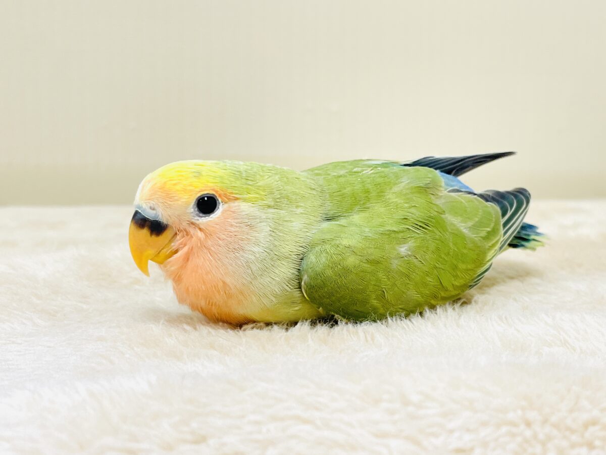 カラフル💛🧡トロピカル~💙💚コザクラインコ(タイガーチェリー)ヒナ コザクラインコ(小桜インコ)