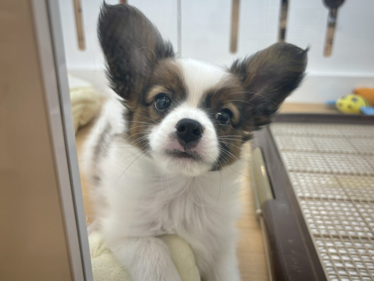 パピヨン