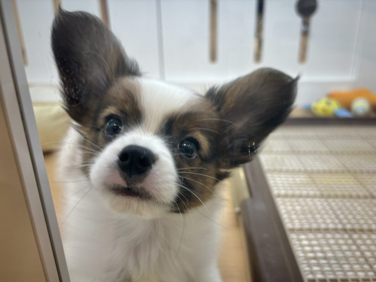 パピヨン