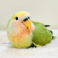 カラフル💛🧡トロピカル～💙💚コザクラインコ（タイガーチェリー）ヒナ