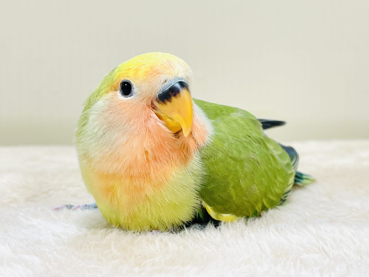 カラフル💛🧡トロピカル~💙💚コザクラインコ(タイガーチェリー)ヒナ カラフル💛🧡トロピカル~💙💚コザクラインコ(タイガーチェリー)ヒナ