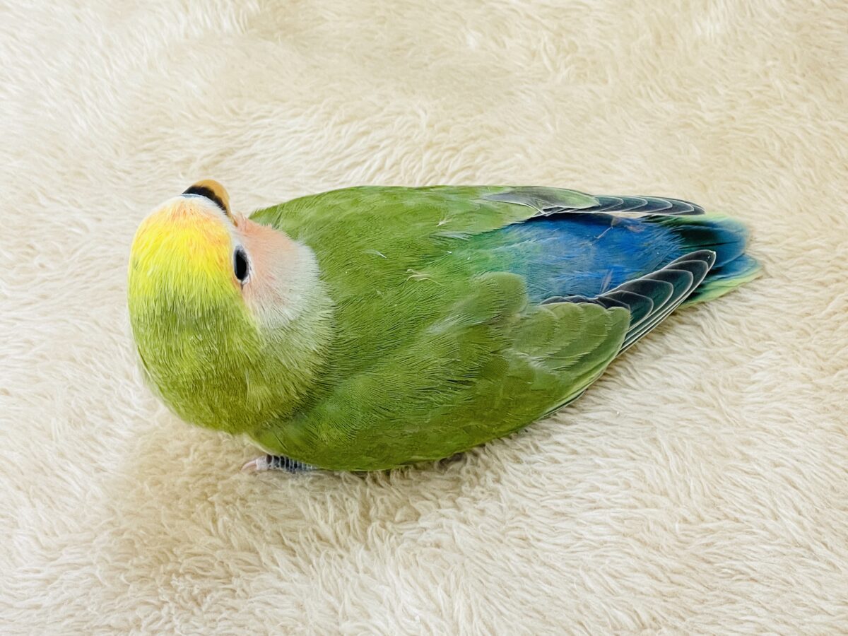 カラフル💛🧡トロピカル~💙💚コザクラインコ(タイガーチェリー)ヒナ コザクラインコ(小桜インコ)