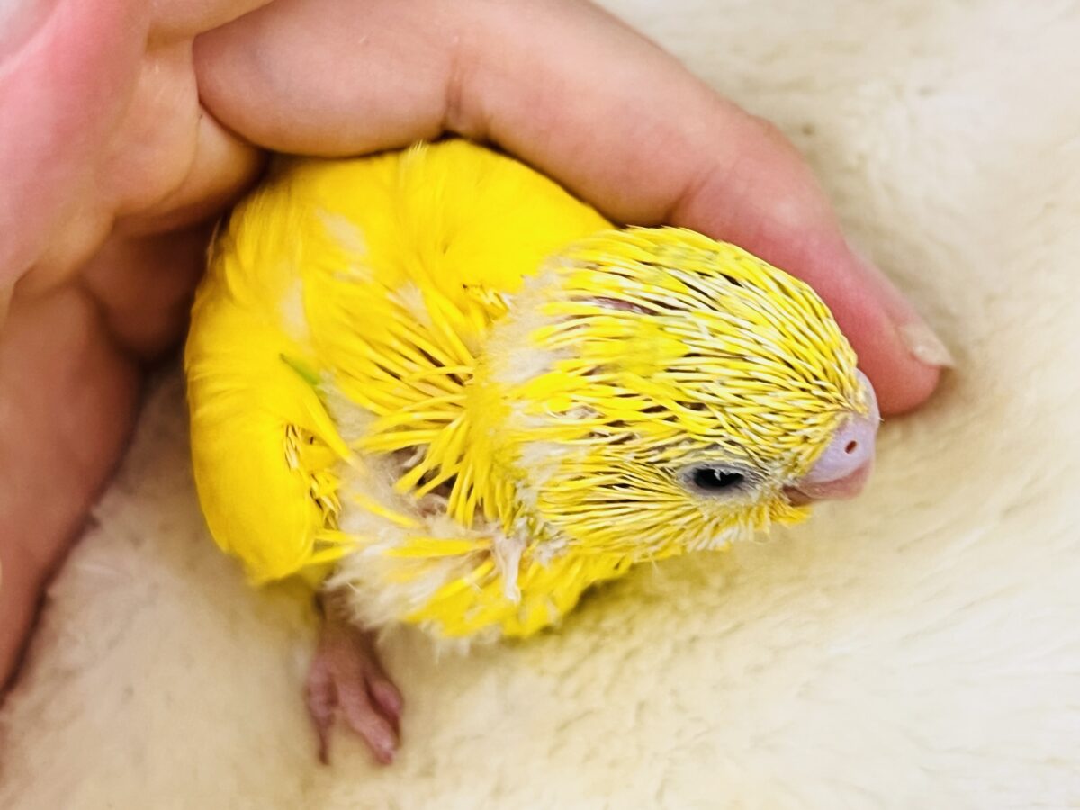 セキセイインコ
