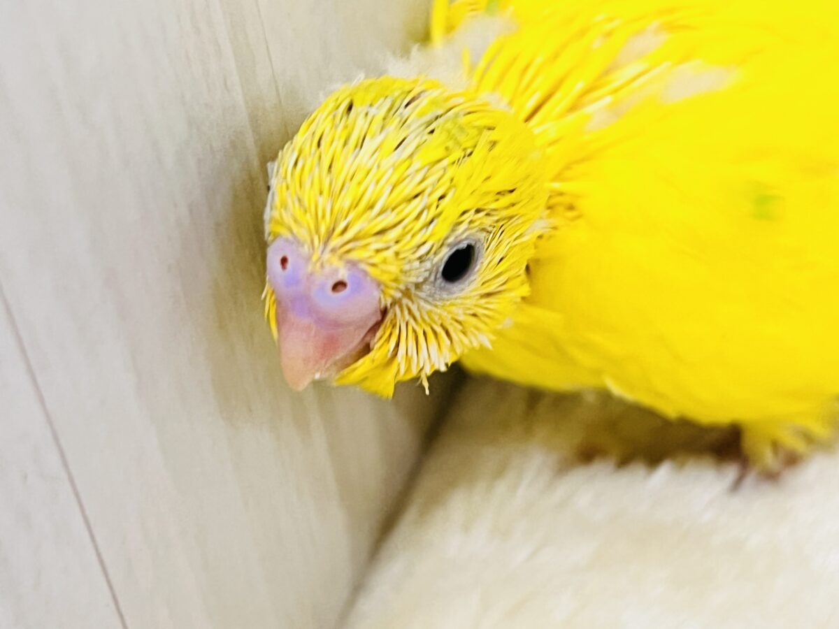 セキセイインコ