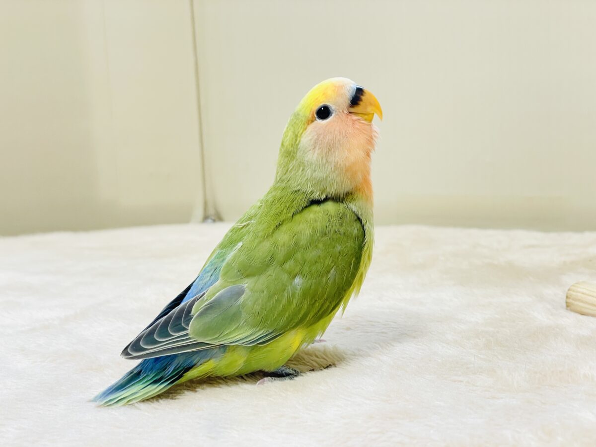カラフル💛🧡トロピカル~💙💚コザクラインコ(タイガーチェリー)ヒナ コザクラインコ(小桜インコ)