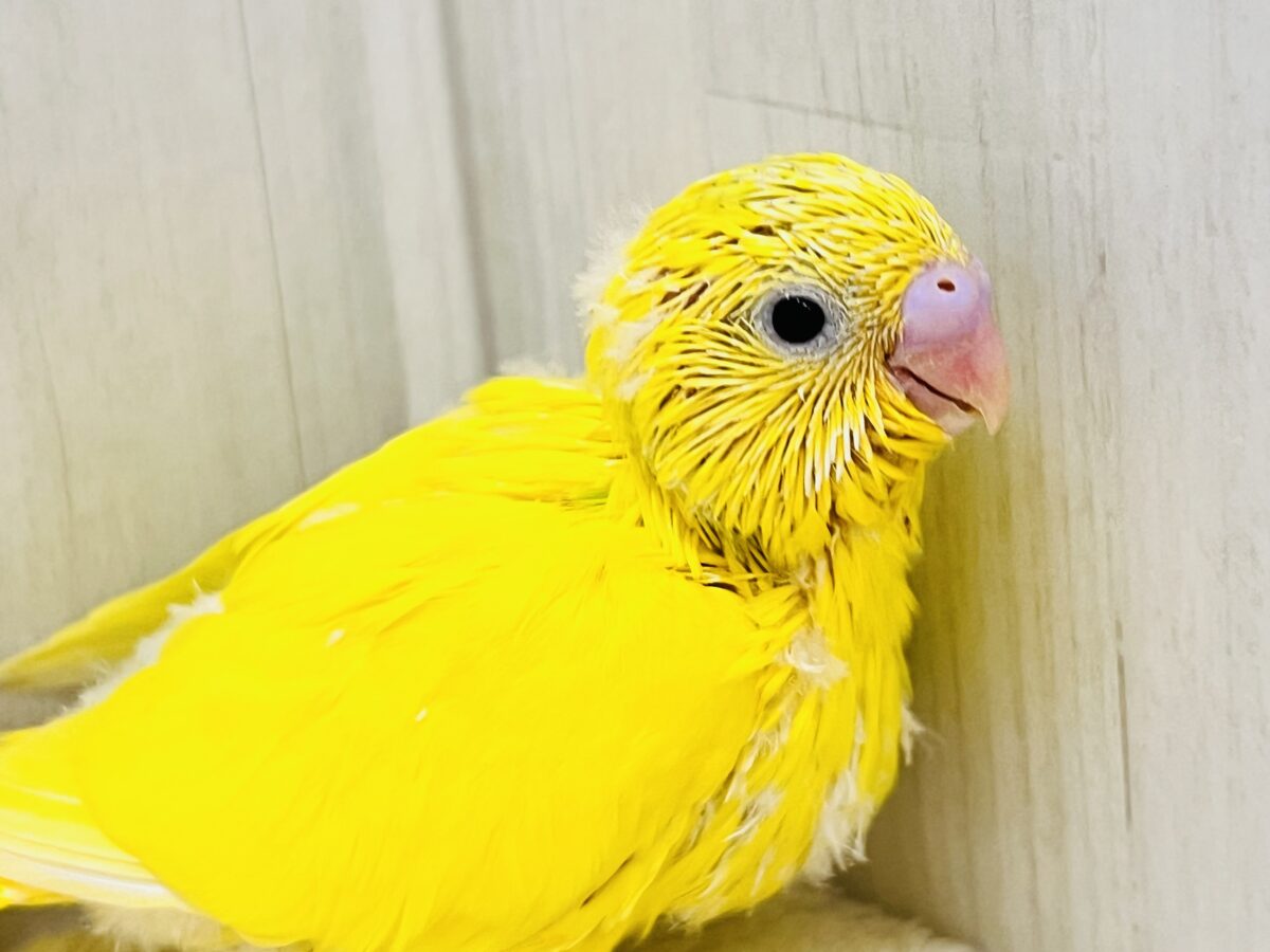 セキセイインコ