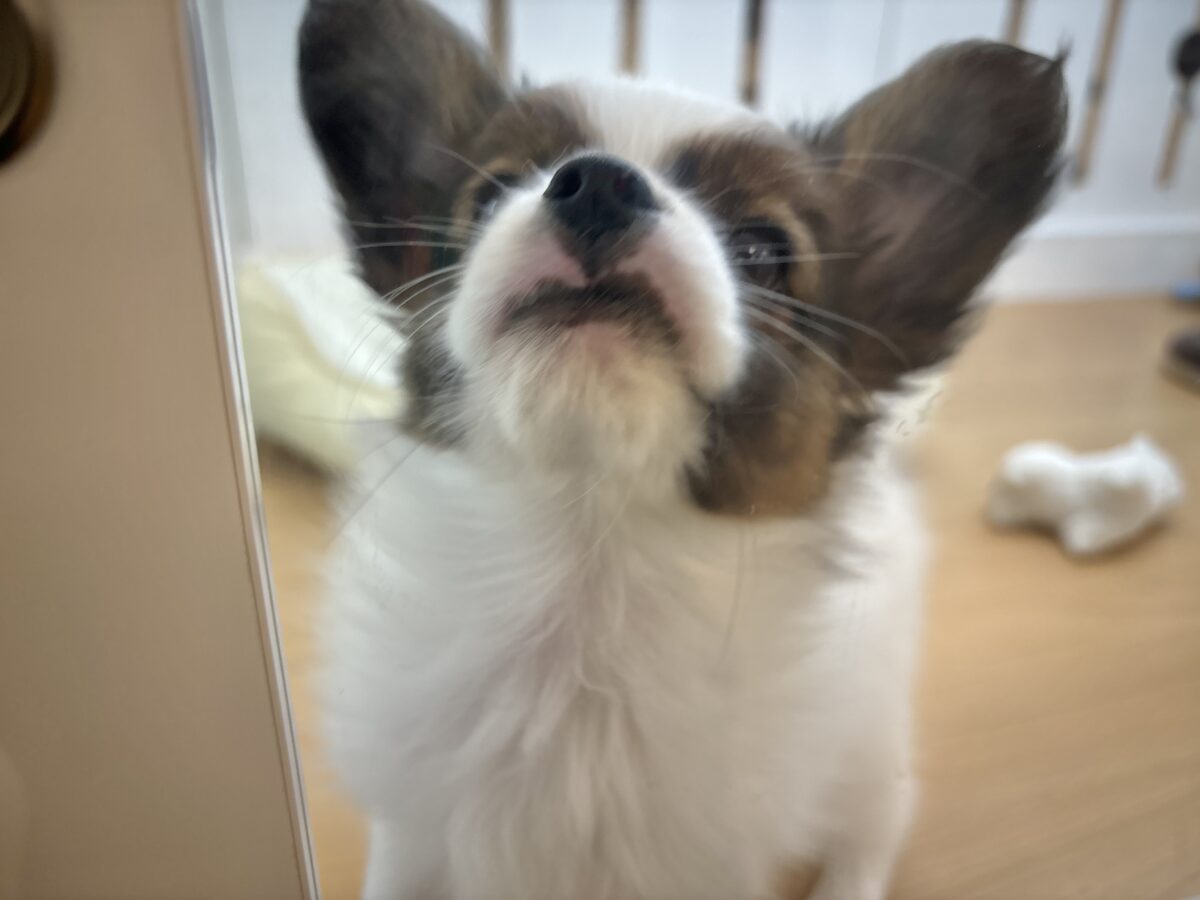 パピヨン