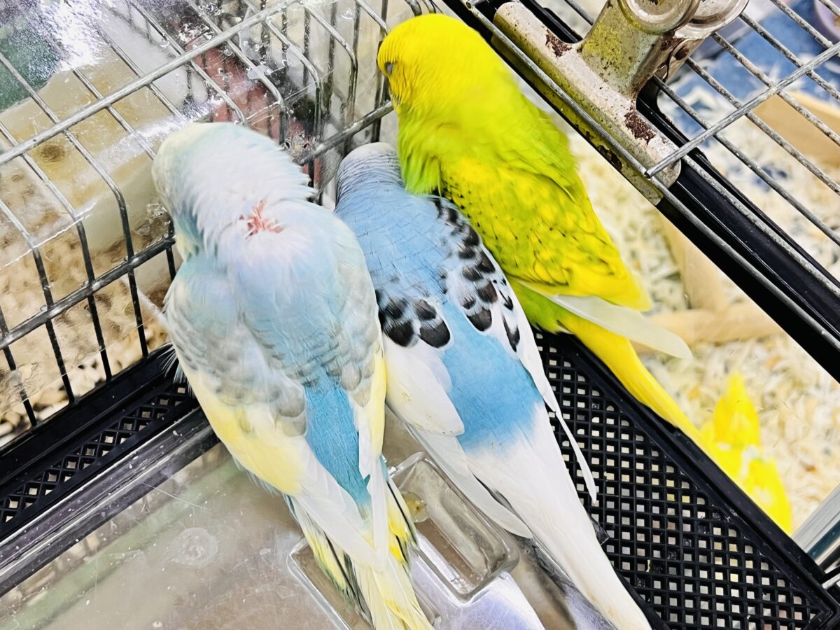 説明画像です