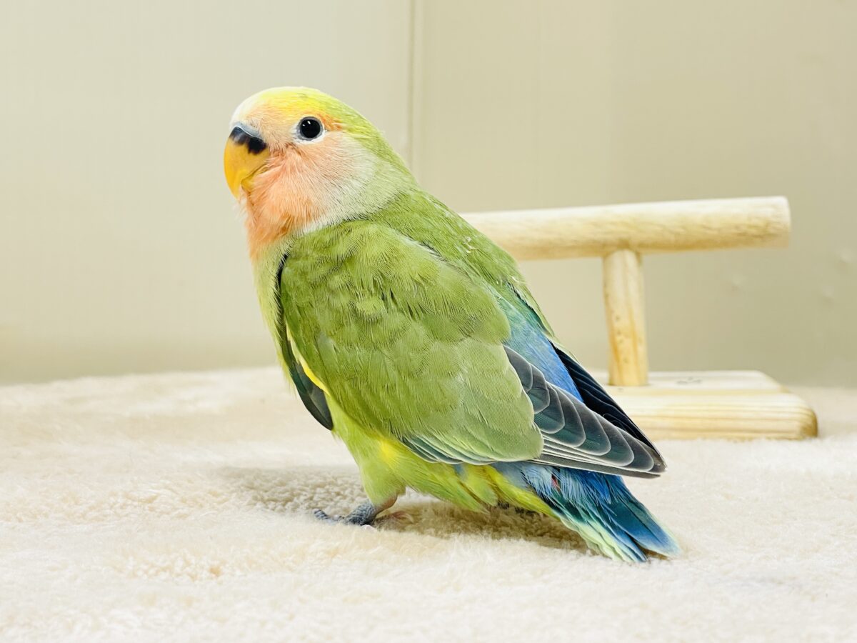 カラフル💛🧡トロピカル~💙💚コザクラインコ(タイガーチェリー)ヒナ コザクラインコ(小桜インコ)