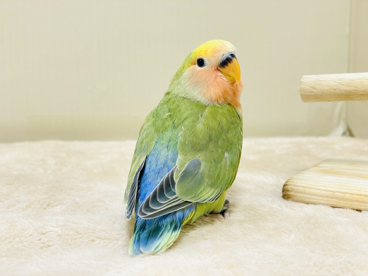 カラフル💛🧡トロピカル~💙💚コザクラインコ(タイガーチェリー)ヒナ コザクラインコ(小桜インコ)