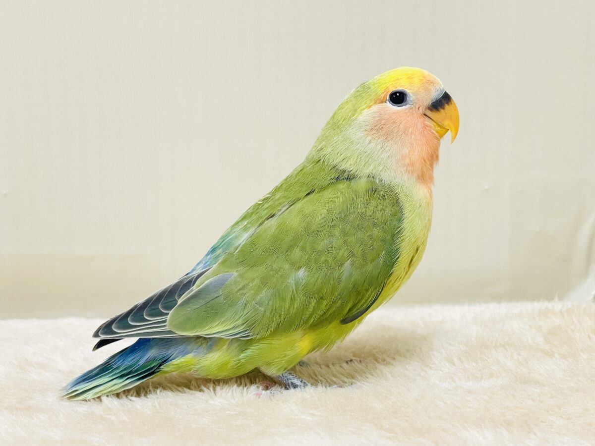 カラフル💛🧡トロピカル~💙💚コザクラインコ(タイガーチェリー)ヒナ コザクラインコ(小桜インコ)