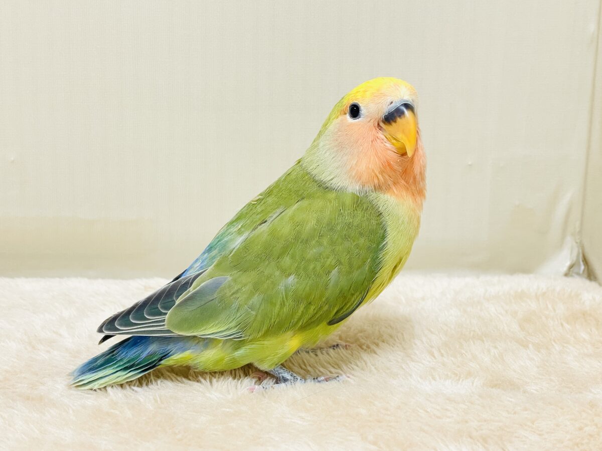 カラフル💛🧡トロピカル~💙💚コザクラインコ(タイガーチェリー)ヒナ コザクラインコ(小桜インコ)