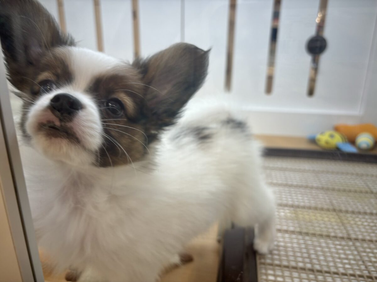 パピヨン