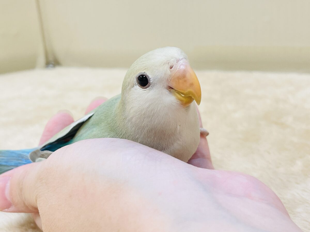 コザクラインコ（小桜インコ）