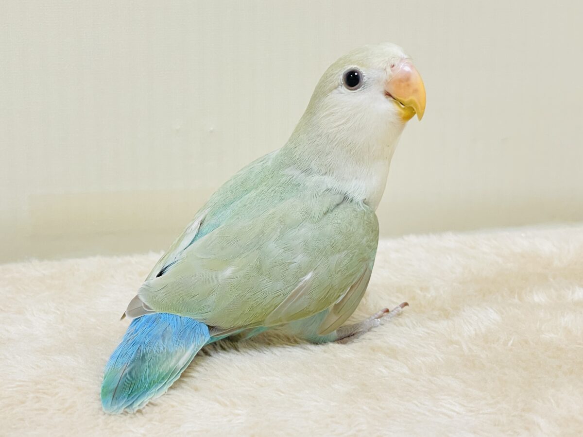 コザクラインコ（小桜インコ）