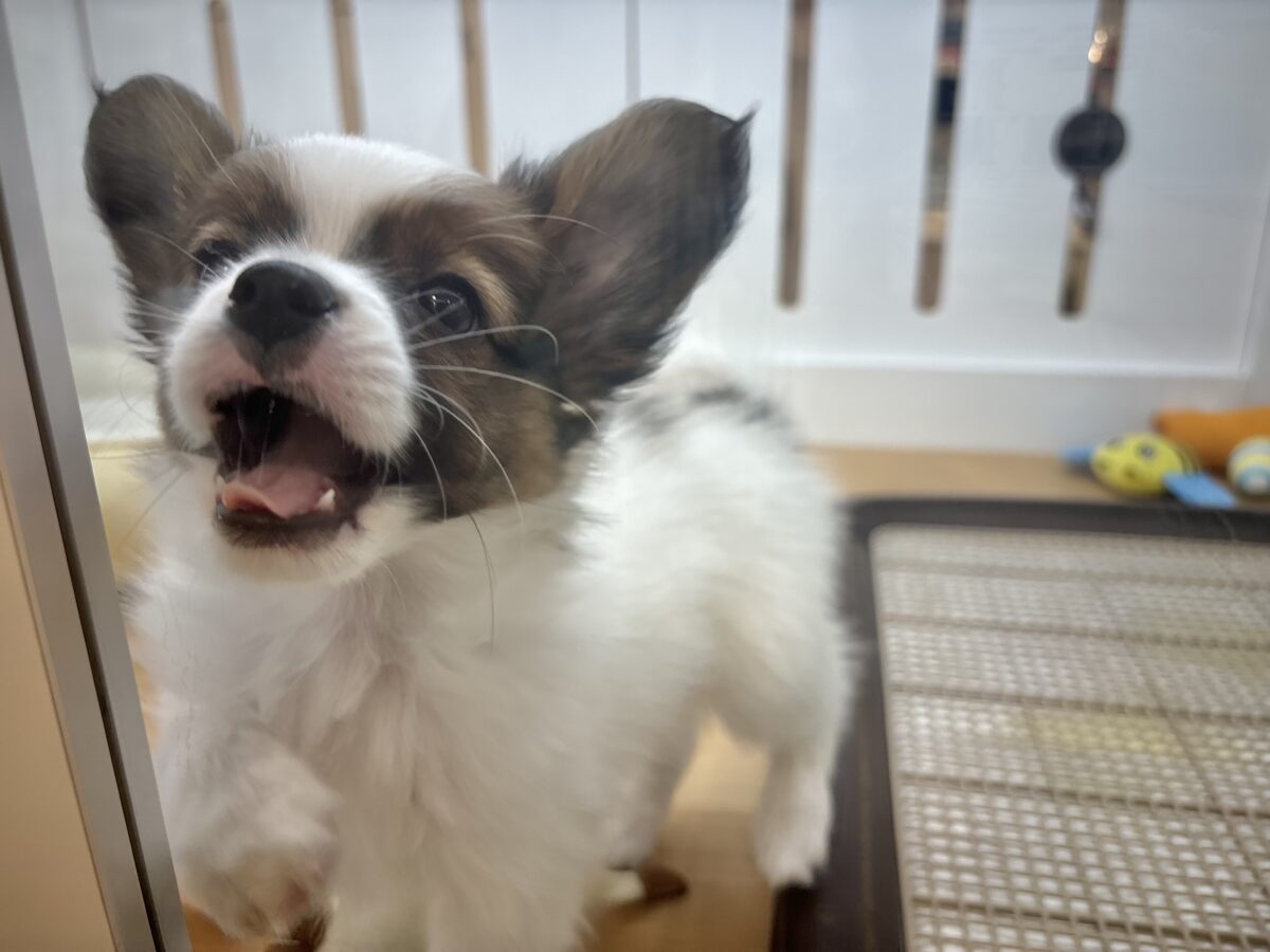 パピヨン