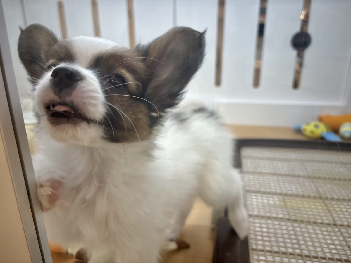 パピヨン