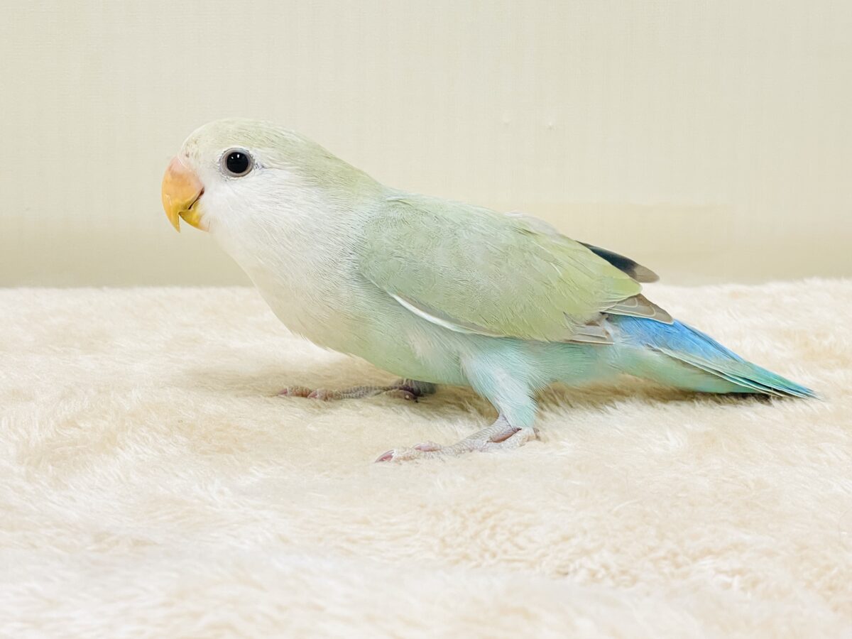 コザクラインコ（小桜インコ）