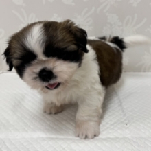 ぽてぽてかわいい♡シーズーちゃん🐶💞