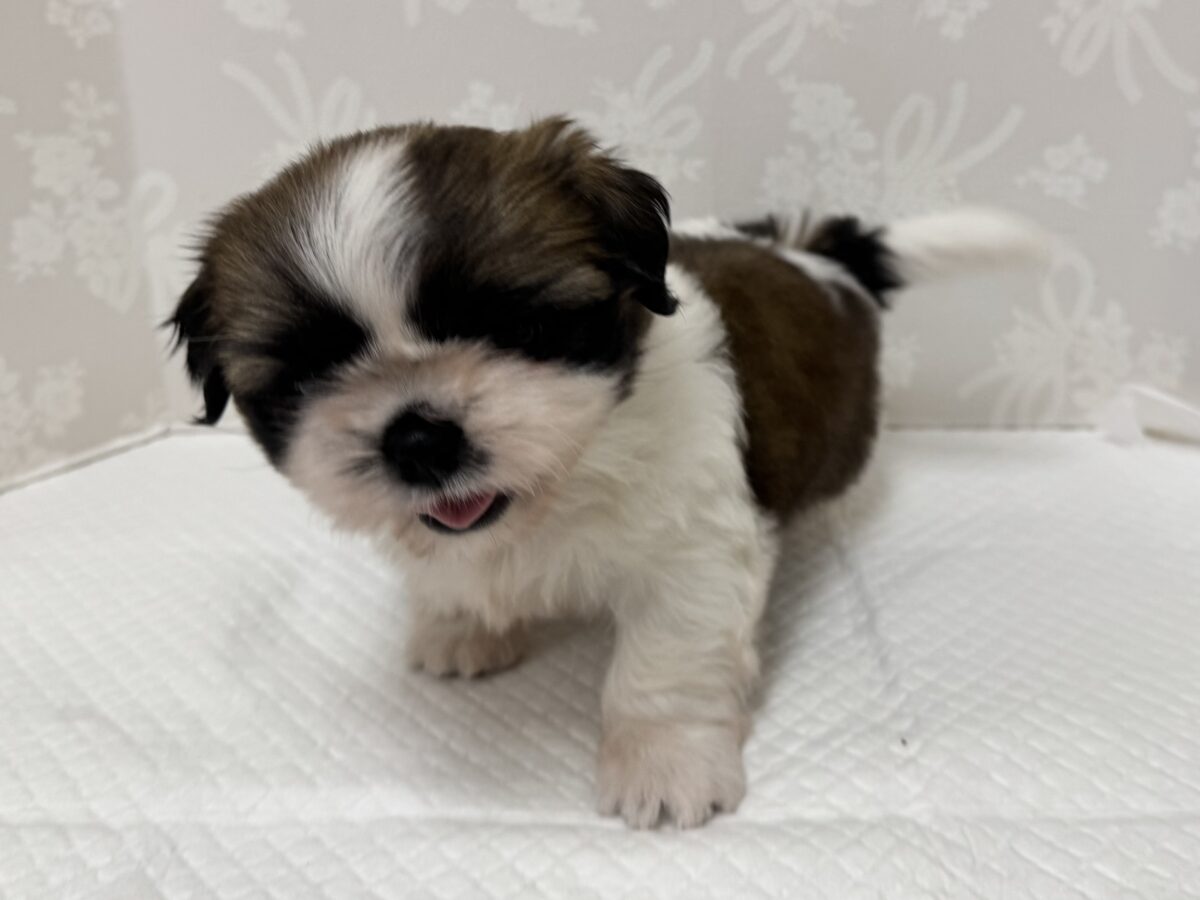 ぽてぽてかわいい♡シーズーちゃん🐶💞