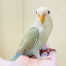 ぽわわ～ん♡見てるだけで癒されます✨️コザクラインコ（シナモン）