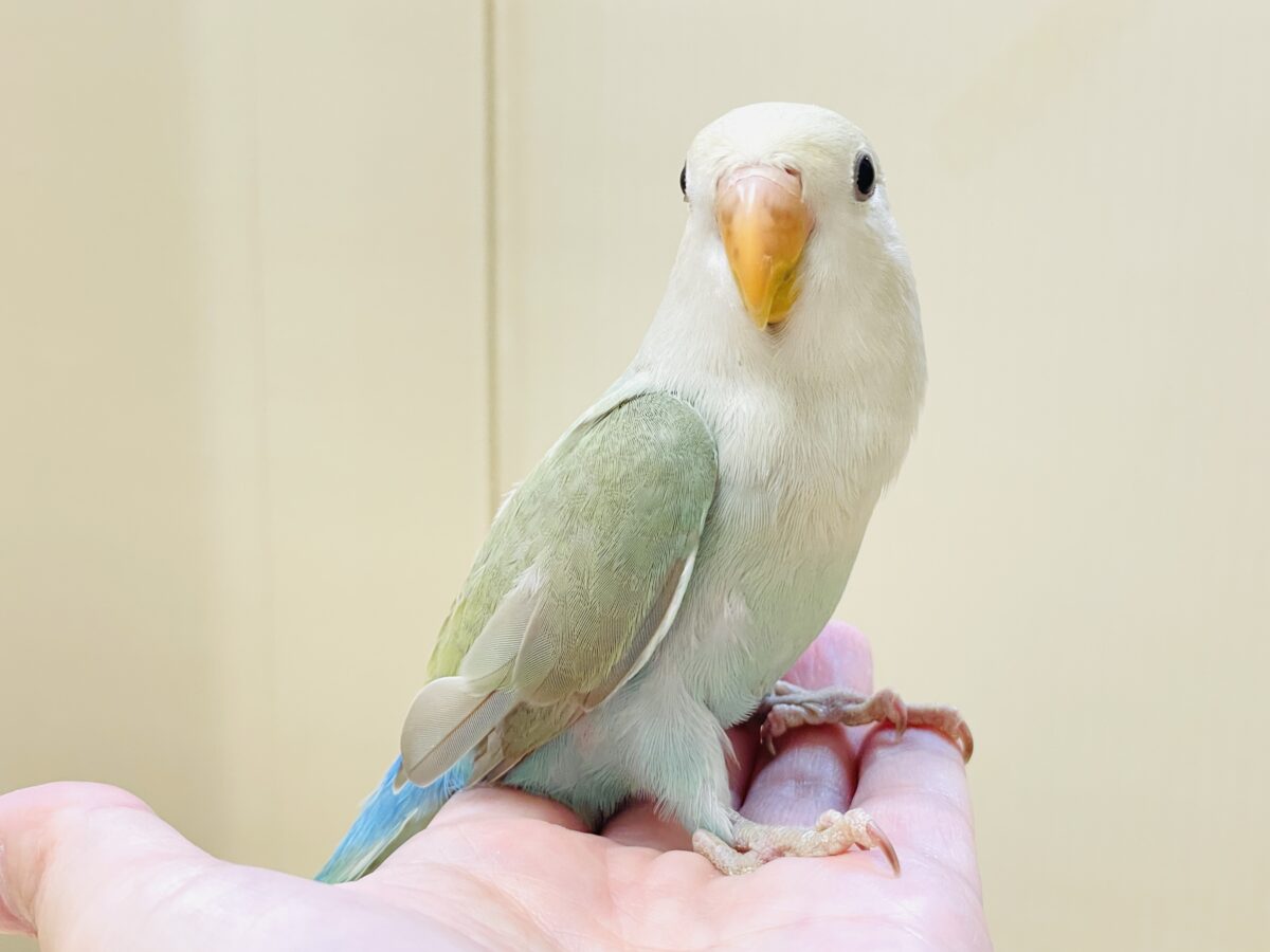 ぽわわ～ん♡見てるだけで癒されます✨️コザクラインコ（シナモン）