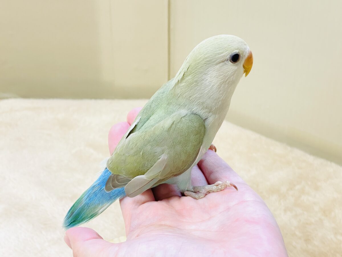 コザクラインコ（小桜インコ）
