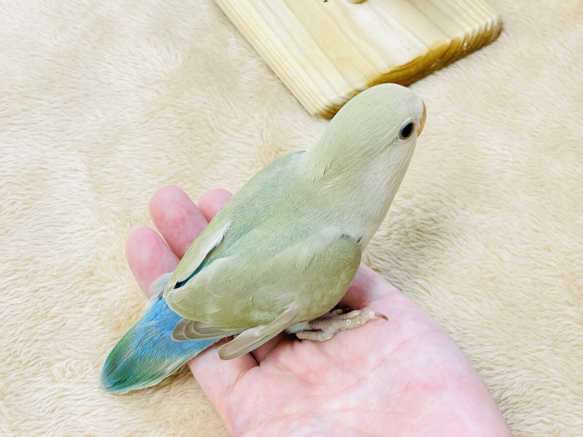 コザクラインコ（小桜インコ）