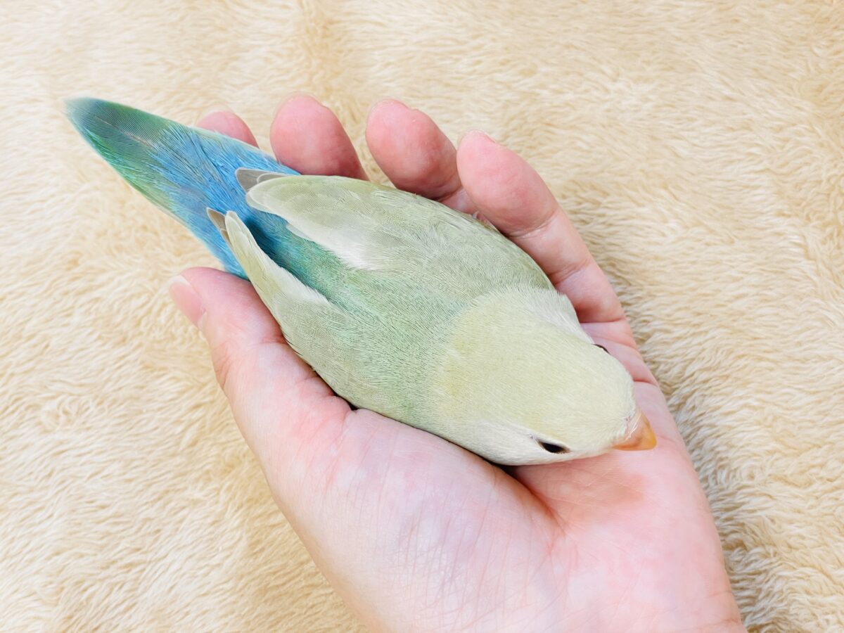 コザクラインコ（小桜インコ）