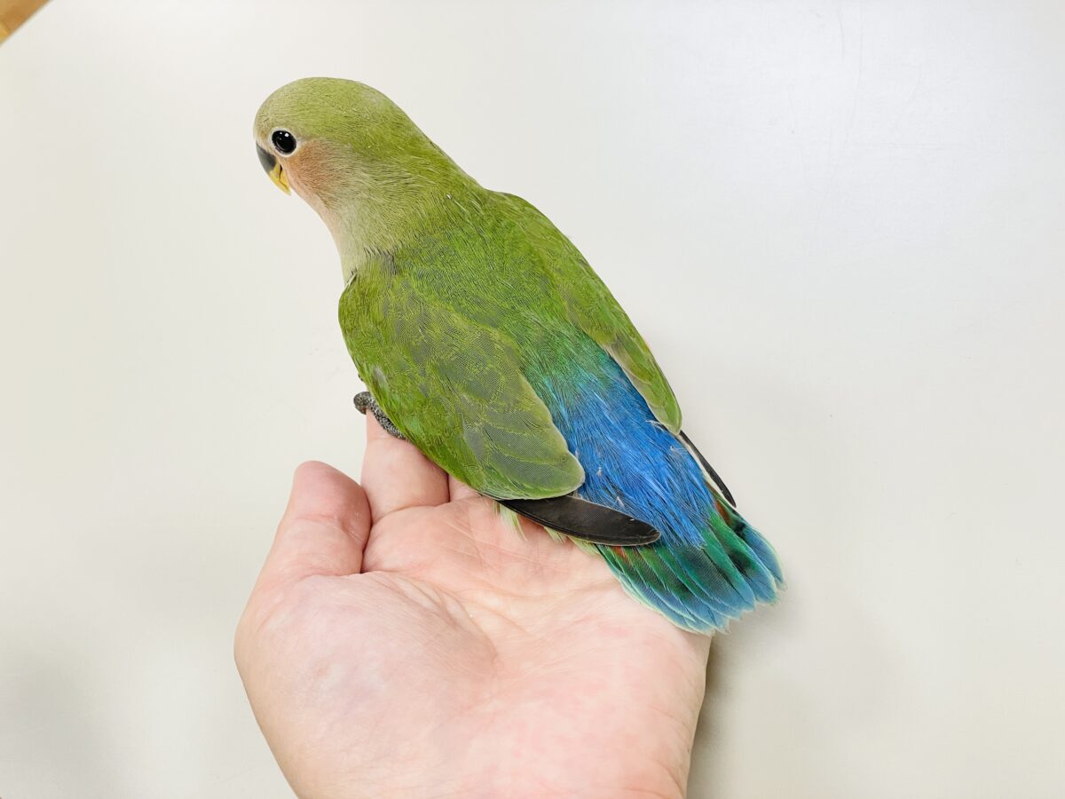 コザクラインコ（小桜インコ）